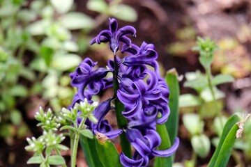 Purple Hyacinth
