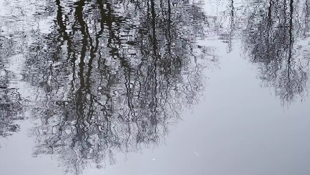 LUSTRZANE ODBICIA DRZEW W WODZIE. RUCHOME TŁO Z LUSTRZANYM ODBICIEM DRZEW W WODZIE.