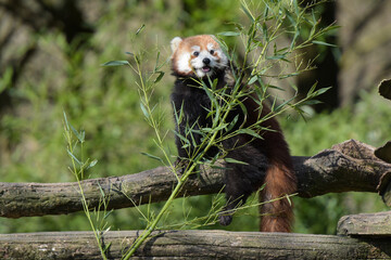 Photography of red panda eating bamboo