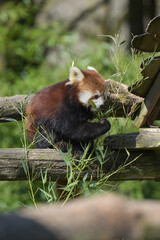 Fototapeta premium Photography of red panda eating bamboo