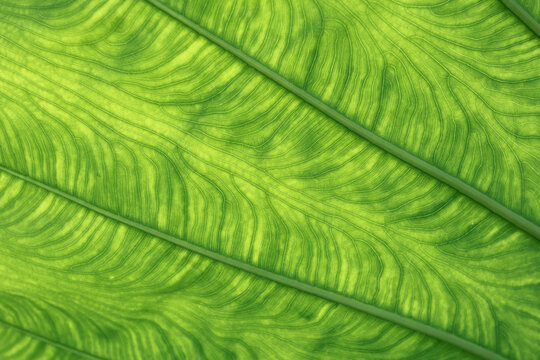 Green background and Elephant ear
