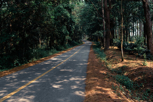 Empty tourist road in the mountains with trees on both sides