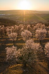 blooming almond orchard at sunset