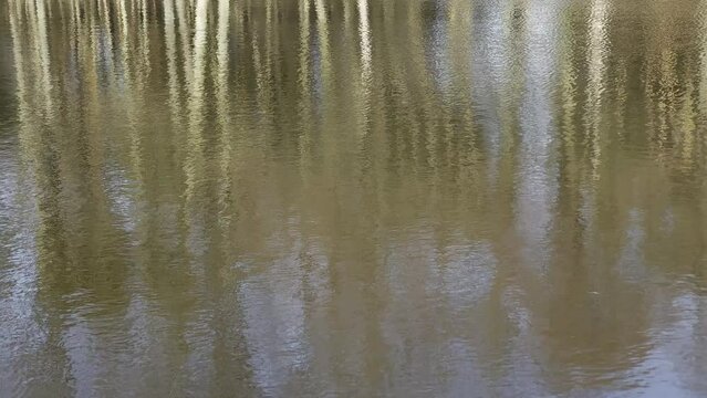 LUSTRZANE ODBICIA DRZEW W WODZIE. RUCHOME TŁO Z LUSTRZANYM ODBICIEM DRZEW W WODZIE.