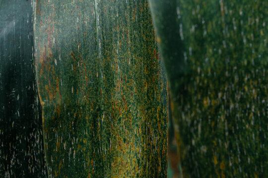 Green background and Elephant ear