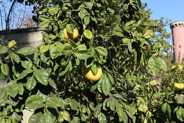 Napoli - Pianta di Citrus Grandi nell'Orto Botanico