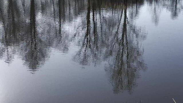 LUSTRZANE ODBICIA DRZEW W WODZIE. RUCHOME TŁO Z LUSTRZANYM ODBICIEM DRZEW W WODZIE.