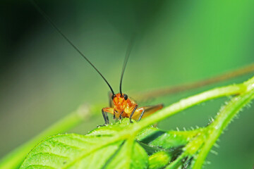 The red cricket on a leaf
