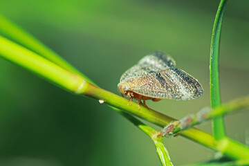 A fly insect on green leaf