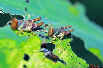 A little grasshopper on green leaf