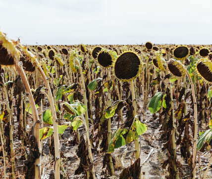 A field of sunflower plants, their heavy heads ripe with seed. 