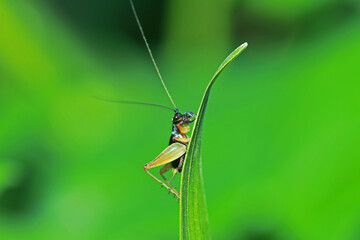 The black cricket on a leaf