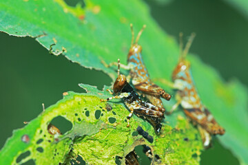 A little grasshopper on green leaf