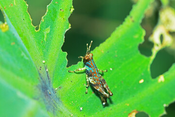 A little grasshopper on green leaf