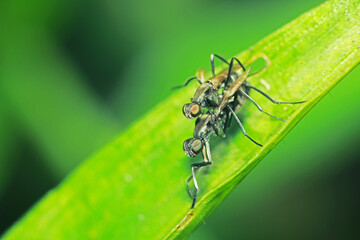 A fly insect  mating on green leaf