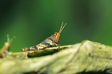 A little grasshopper on green leaf