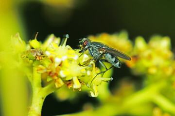 A fly insect on wild flower