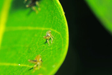 The aphid on green leaf