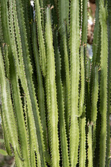 stems of prickly cactus as a background