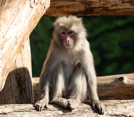 monkey walking in the park
