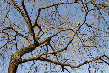 bare tree branches against the blue sky