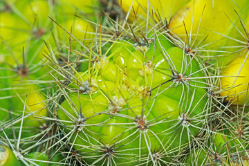 Close-up the cactus in the garden