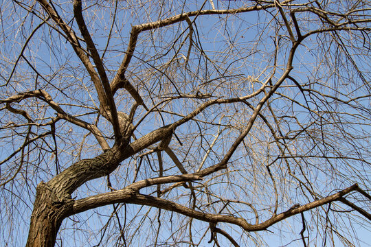 bare tree branches against the blue sky