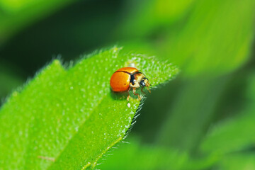 The ladybird on green leaf