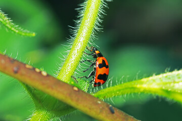 The ladybird on green leaf