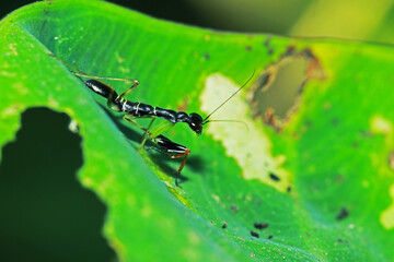 A black boxing grasshopper on branch