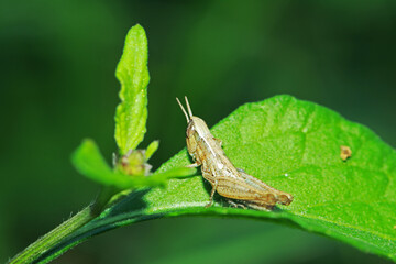 A little grasshopper on wild seed