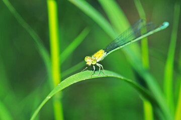 The dragonfly on a leaf