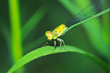 The dragonfly on a leaf