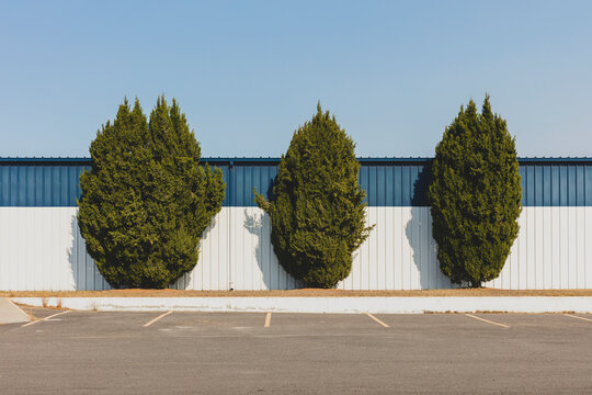 Three juniper trees by a building. 