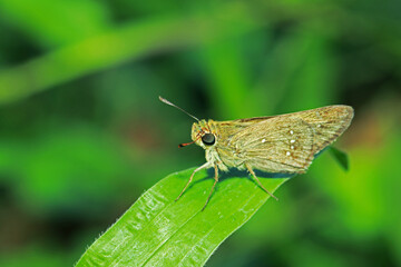 A moth on green leaf