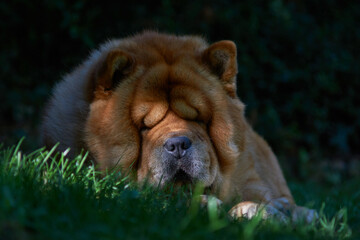 Chow dog sleeping  in the shady garden