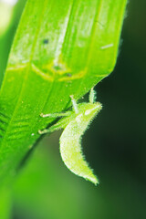 The aphid on leaf in nature