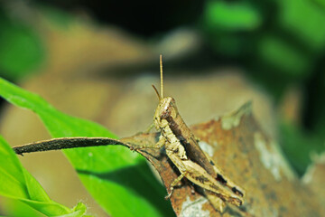 A little grasshopper on wild seed