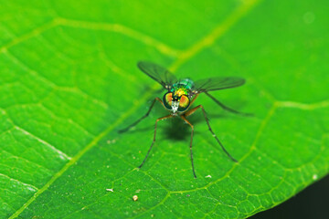 Fototapeta na wymiar A fly insect on green leaf