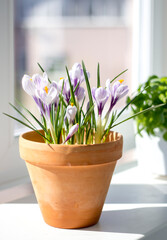 Spring flowers in a pot on the window