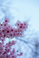 Pink Cherry blossom in early spring time