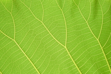 green leaf background with a beautiful leaf border pattern            