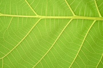 green leaf background with a beautiful leaf border pattern            