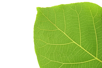 green leaf background with a beautiful leaf border pattern            