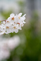 Someiyoshino-Sakura, the most loved cherry blossom in Japan with copy space