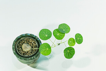 Green circular shaped leaves in pots and isolated white nice background.