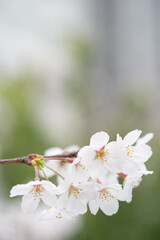 Someiyoshino-Sakura, the most loved cherry blossom in Japan with copy space