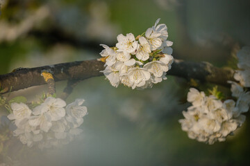 Fleurs de cerisier