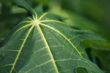 Leaves Tropical forest trees texture background wallpaper