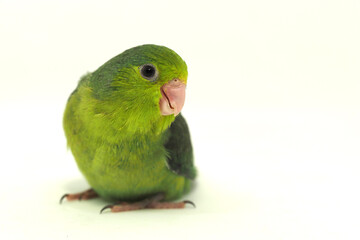 Selective focus of forpus parrotlet newborn bird studio shot on white background